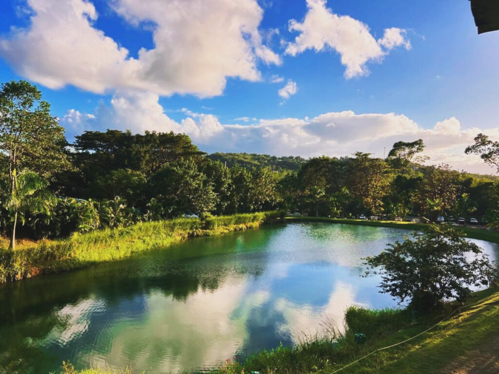 Enjoy stunning views and stunning views at Boca in Juncos, Puerto Rico